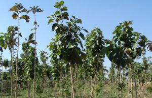 Teak-Plantation.